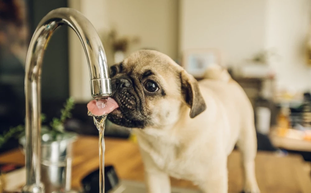 1682018273_1000x620.webp.webp